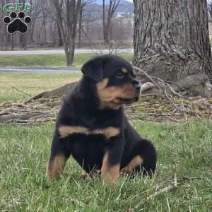 Mr Bubba, Rottweiler Puppy